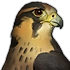 Falcon