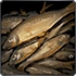 dried fish