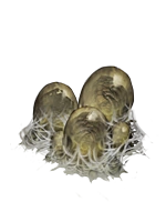 Token-spider-eggs