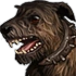 Warhound