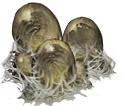 Eggs.png Eggs